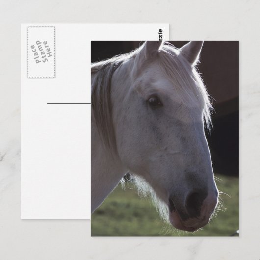 白馬頭 ポストカード (正面/裏面)