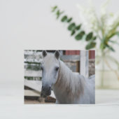 白馬 ポストカード (スタンド正面)