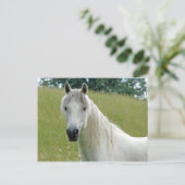 白馬 ポストカード (スタンド正面)