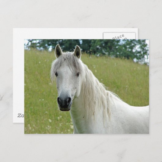 白馬 ポストカード (正面/裏面)