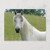 白馬 ポストカード (正面)