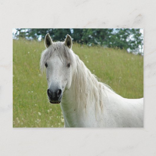 白馬 ポストカード (正面)
