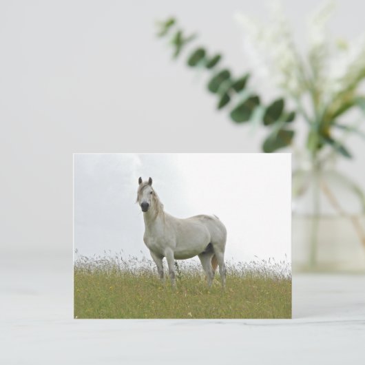 白馬 ポストカード (スタンド正面)