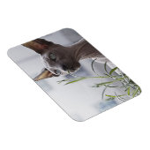 白髪抜きスフィンクス猫嗅ぎ植物 マグネット (右側)