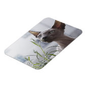 白髪抜きスフィンクス猫嗅ぎ植物 マグネット (左側)