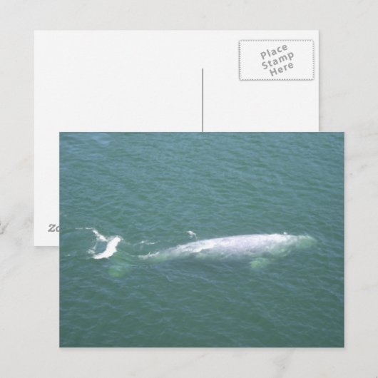 白鯨はがき ポストカード (正面/裏面)