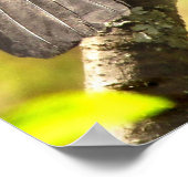 白鳥が歌のポスターを歌う ポスター (角)