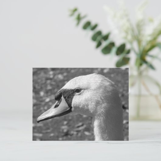 白鳥が閉まる。ロースパークレイク,カーディフ,ウェールズ ポストカード (スタンド正面)