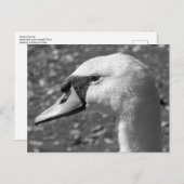 白鳥が閉まる。ロースパークレイク,カーディフ,ウェールズ ポストカード (正面/裏面)