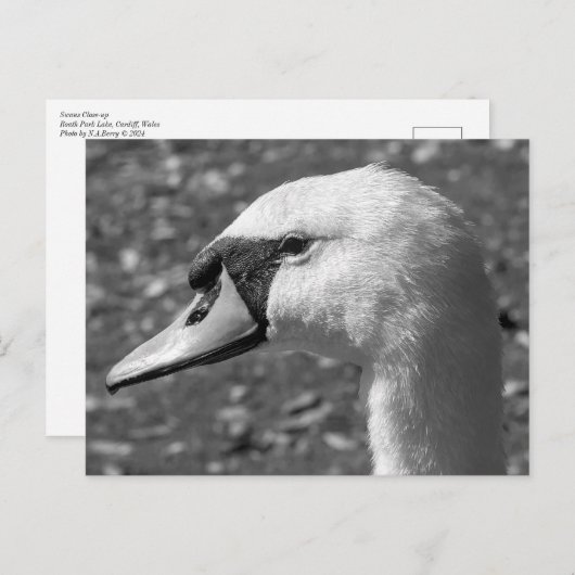 白鳥が閉まる。ロースパークレイク,カーディフ,ウェールズ ポストカード (正面/裏面)