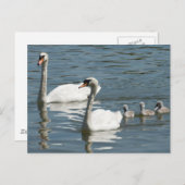 白鳥とアヒルをミュート ポストカード (正面/裏面)
