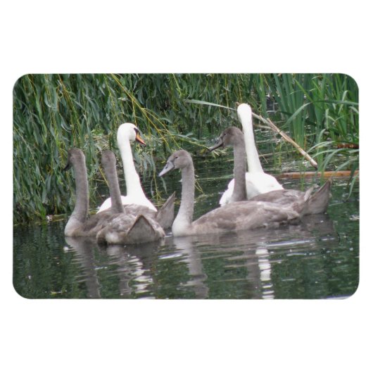 白鳥とシグネズプレミアムマグネット マグネット (横)