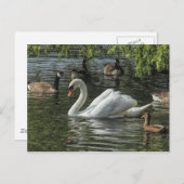 白鳥と他の鳥。ロアースパークレイクカーディフ ポストカード (正面/裏面)