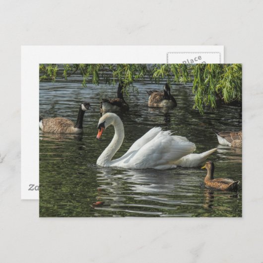 白鳥と他の鳥。ロアースパークレイクカーディフ ポストカード (正面/裏面)