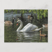 白鳥と他の鳥。ロアースパークレイクカーディフ ポストカード (正面)