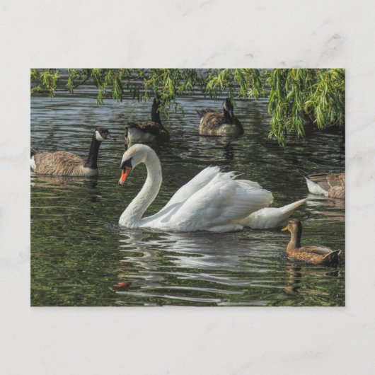 白鳥と他の鳥。ロアースパークレイクカーディフ ポストカード (正面)
