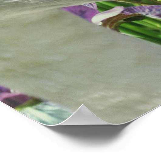 白鳥と紫菖蒲の花 ポスター (角)