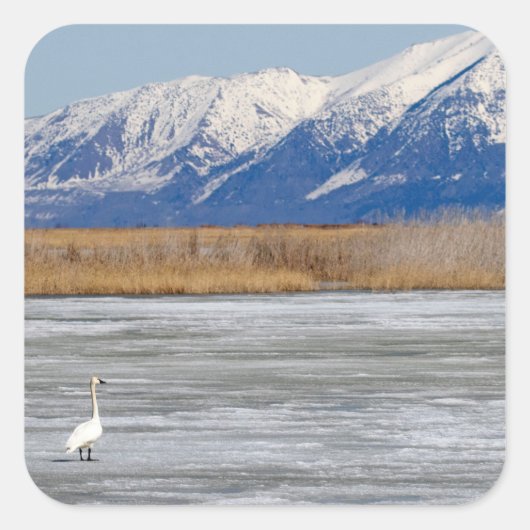 白鳥と雪 スクエアシール (正面)