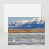 白鳥と雪 ポストカード (正面/裏面)