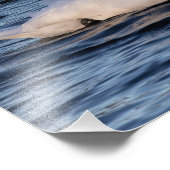 白鳥と青の水 フォトプリント            (角)