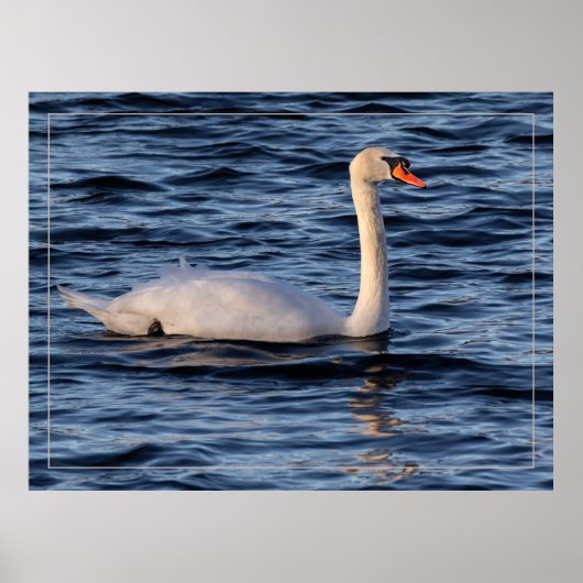 白鳥と青の水 ポスター (正面)