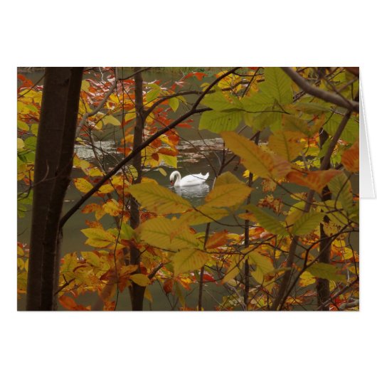 白鳥のいる秋の池 (正面横)