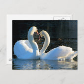 白鳥のハートキス、愛の回想 ポストカード (正面/裏面)