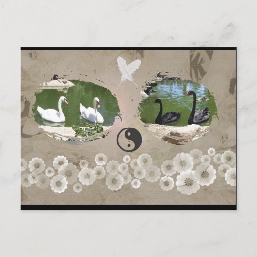 白鳥のバランスはがき ポストカード (正面)