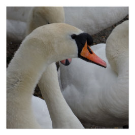 白鳥のポスター ポスター