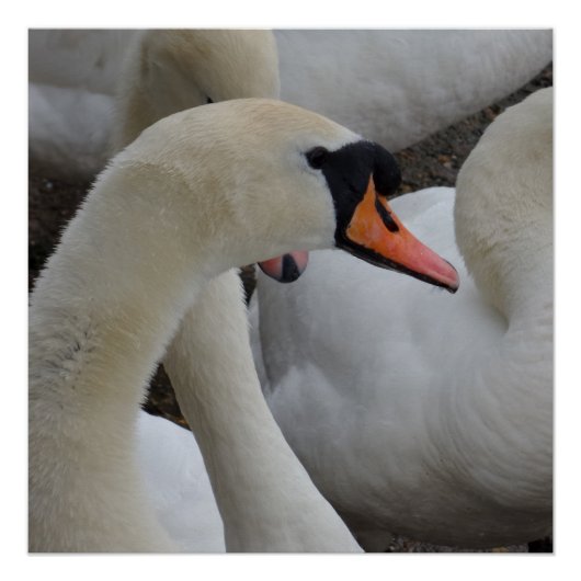 白鳥のポスター ポスター (正面)