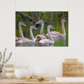 白鳥のポスター ポスター (キッチン)