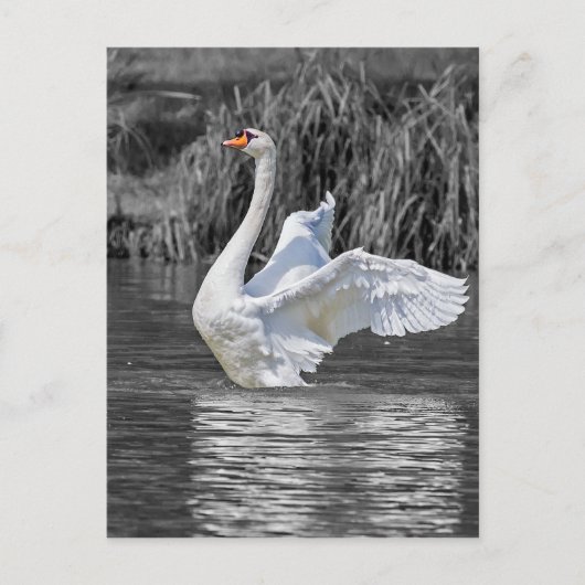 白鳥のモノクロ写真 ポストカード (正面)