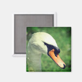 白鳥のロイヤルな自然写真 マグネット (正面/裏面)