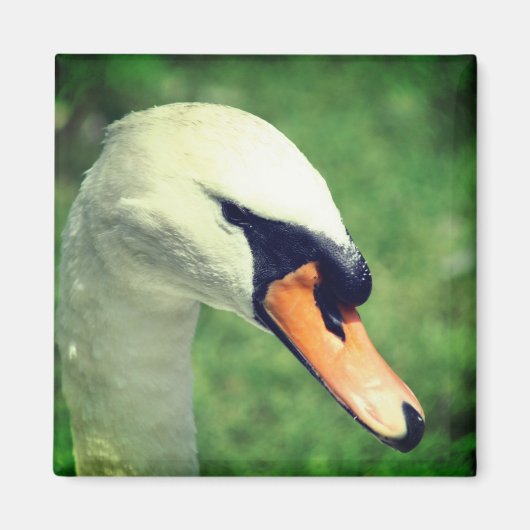 白鳥のロイヤルな自然写真 マグネット (正面)