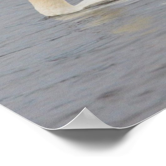 白鳥の写真 ポスター (角)