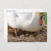 白鳥の卵はがきのクローズアップ ポストカード (正面/裏面)