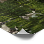 白鳥の大人と少年 ポスター (角)