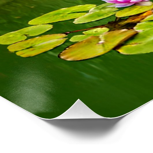 白鳥の家族 ポスター (コーナー)