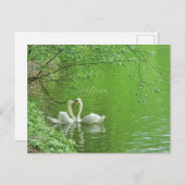白鳥の恋はがき ポストカード (正面/裏面)