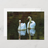 白鳥の恋はがき ポストカード (正面/裏面)