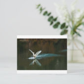 白鳥の湖 ポストカード (スタンド正面)