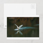 白鳥の湖 ポストカード (正面/裏面)