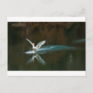 白鳥の湖 ポストカード