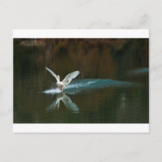 白鳥の湖 ポストカード (正面)