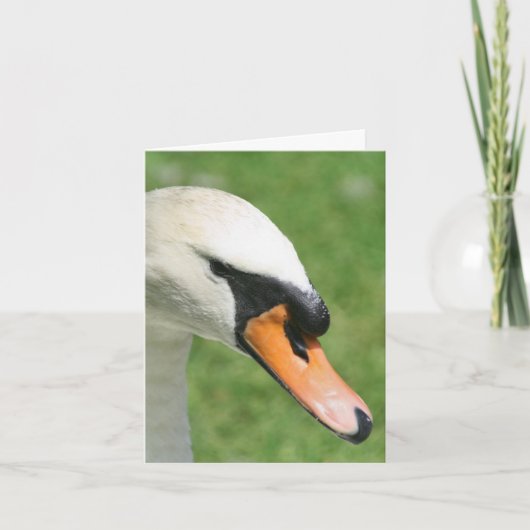 白鳥の王様の表情 自然写真 ノートカード (正面)
