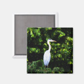 白鳥の磁石 マグネット (正面/裏面)
