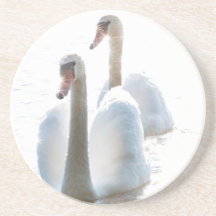 白鳥の自然写真