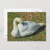 白鳥を守る。ロアースパーク湖、カーディフ、ウェールズ。 ポストカード (正面/裏面)
