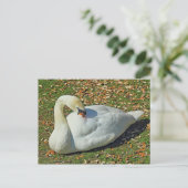 白鳥を守る。ロアースパーク湖、カーディフ、ウェールズ。 ポストカード (スタンド正面)