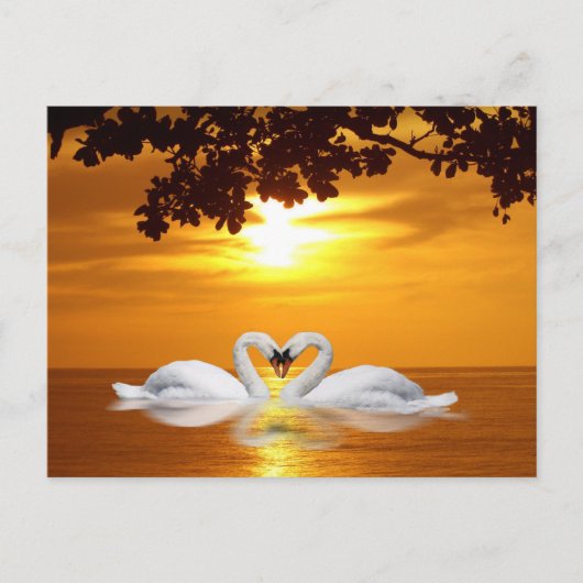 白鳥を愛する ポストカード (正面)